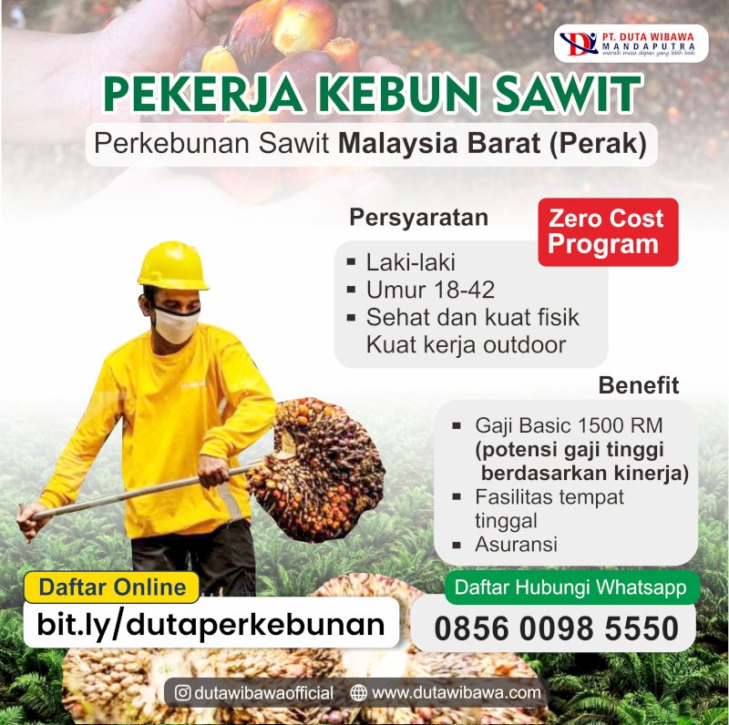 Lowongan Perkebunan Sawit Malaysia (Laki-Laki)